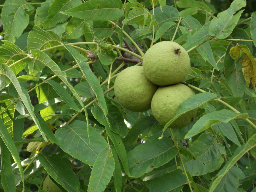 juglans nigra плоды