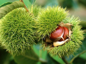 плоды каштана зубчатого Chestnut