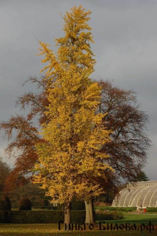взрослое дерево гингко билобы