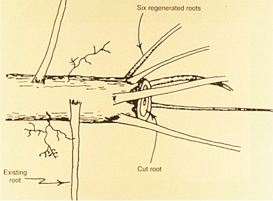 развитие корневой системы после подрезки