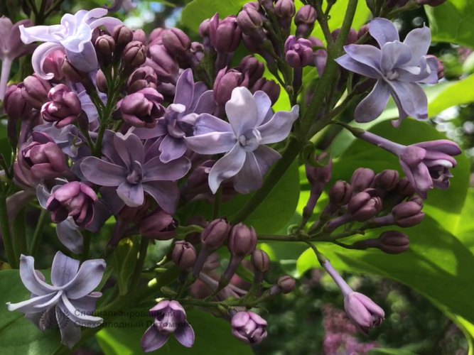 Сирень ‘Надежда’