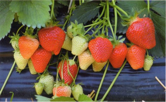 ДЖОЛИ саженцы клубники средне раннего срока созревания купить за 2.80 бел. руб/ш