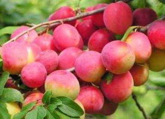 Диплоидная Слива Купить Саженцы Саженцы Бори