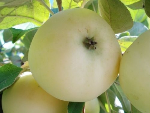 Яблоки Белая Роза Описание Сорта Фото Отзывы