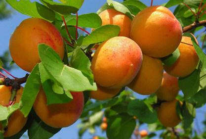 саженцы абрикоса фото