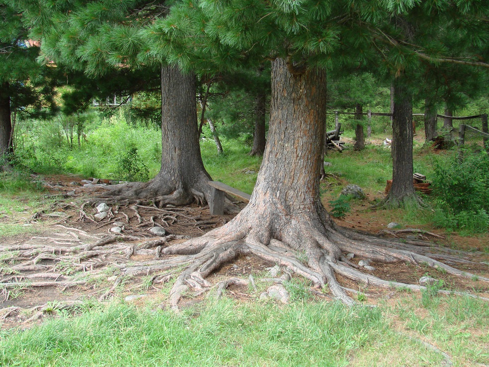 На какой почве растут сосны. Кедр Сибирский Pinus sibirica. Корневая система у кедра Сибирского и сосны. Корни кедра Сибирского. Кедр Аршан.