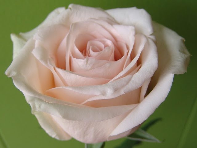 Роза "Ла Перла"