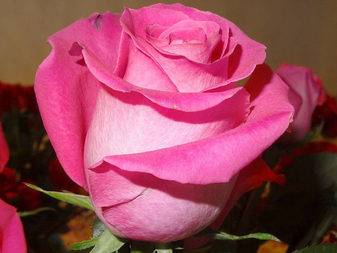 Роза "Топаз"