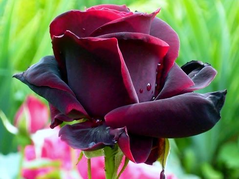 роза "Чёрный принц"