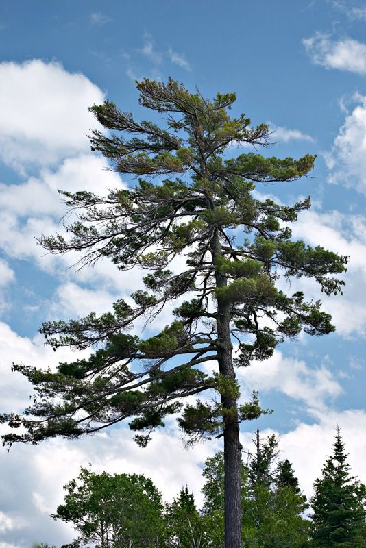 Северное хвойное. Сосна Веймутова Онтарио. «Белая сосна» (White Pine) — араукария Каннингема. Pinus strobus Ontario. Сосна длиннохвойная.