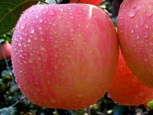 Яблоня «Розовый налив» нарядная, сладкая - Орехоплодный питомник