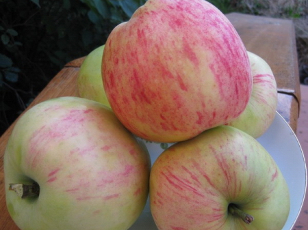 Яблочный Спас Яблоня Фото