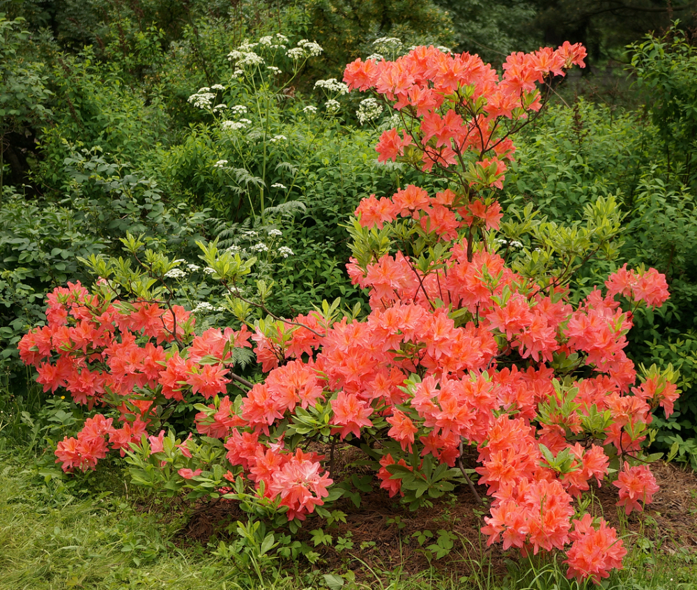 Цветущие кустарники зимостойкие названия фото. Рододендрон японский листопадный. Рододендрон листопадный лососевый.