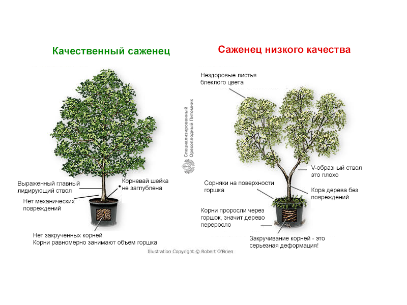 Как правильно выбрать саженец. Как выбрать саженцы деревьев?. Как выбрать саженцы плодовых деревьев. Как правильно выбрать саженцы. Деревья с открытой корневой системой.