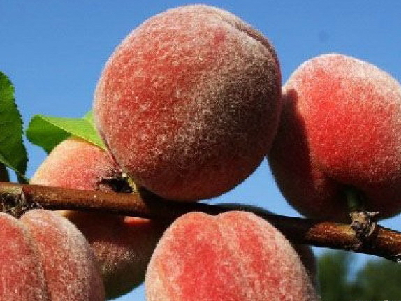 саженцы персика