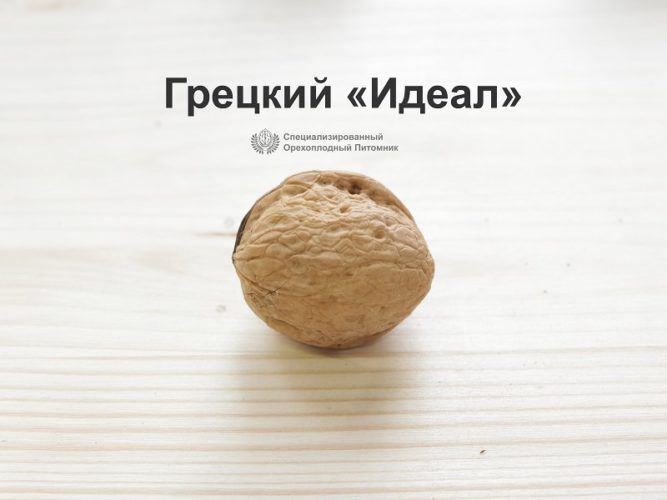 Саженцы грецкого ореха
