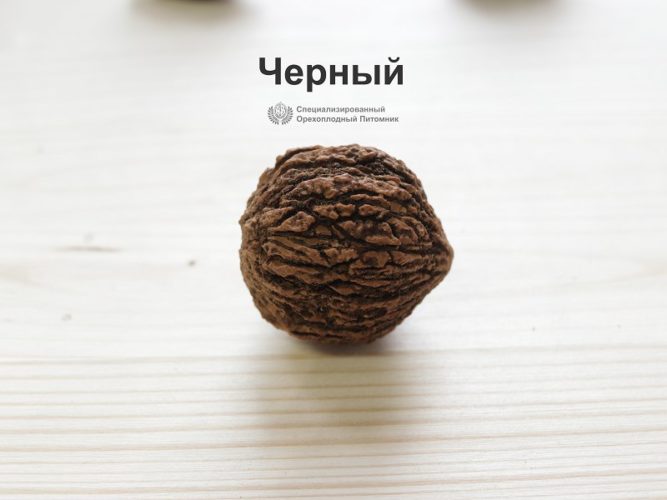 Саженцы маньчжурского ореха. Супер морозостойкий - фото и описание ...