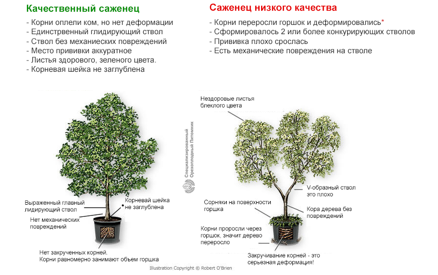 Правильное время покупки саженцев