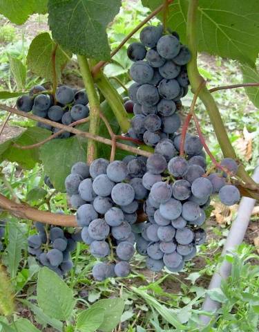 Виноград Таежный: описание, характеристики, выращивание и уход, фото, отзывы