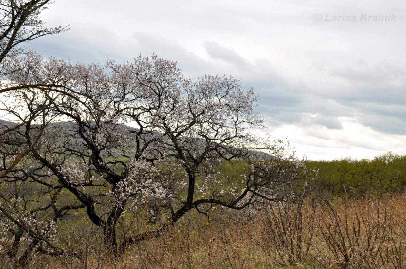 Абрикос маньчжурский - Орехоплодный питомник