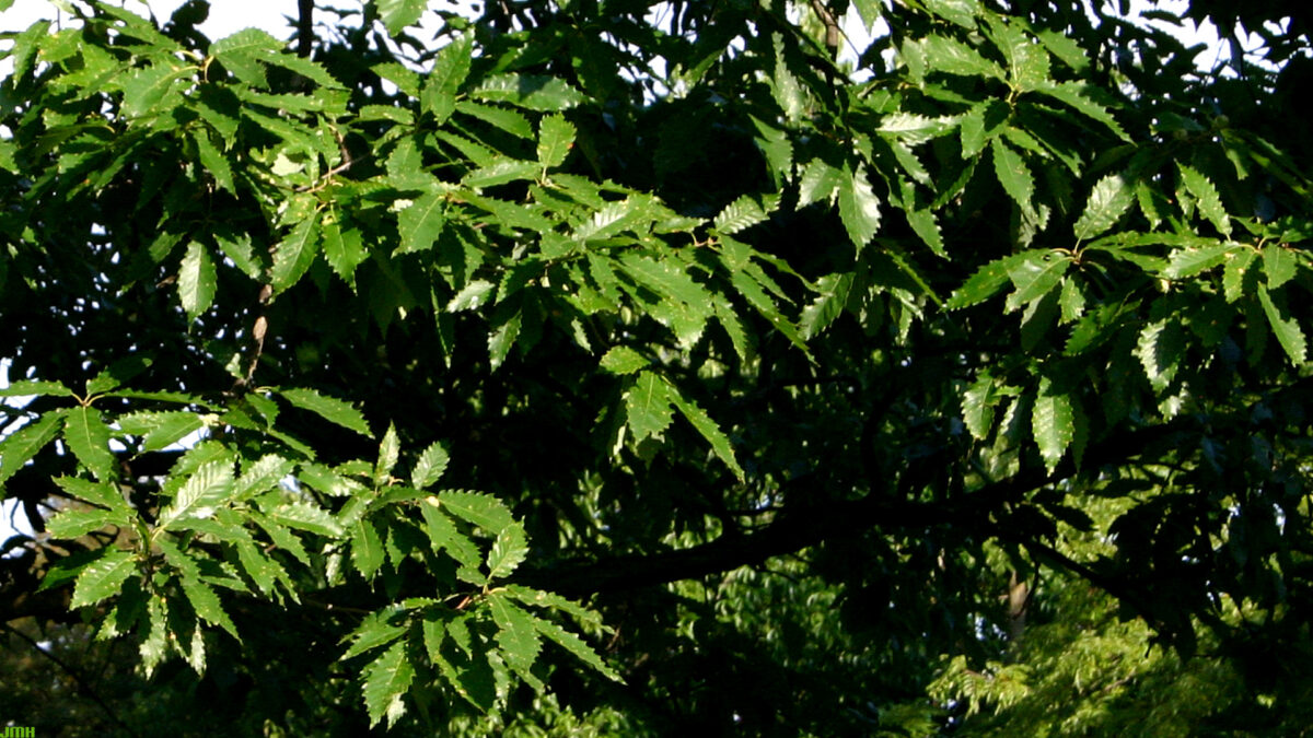 красивые заостренные листья дуба Муленберга