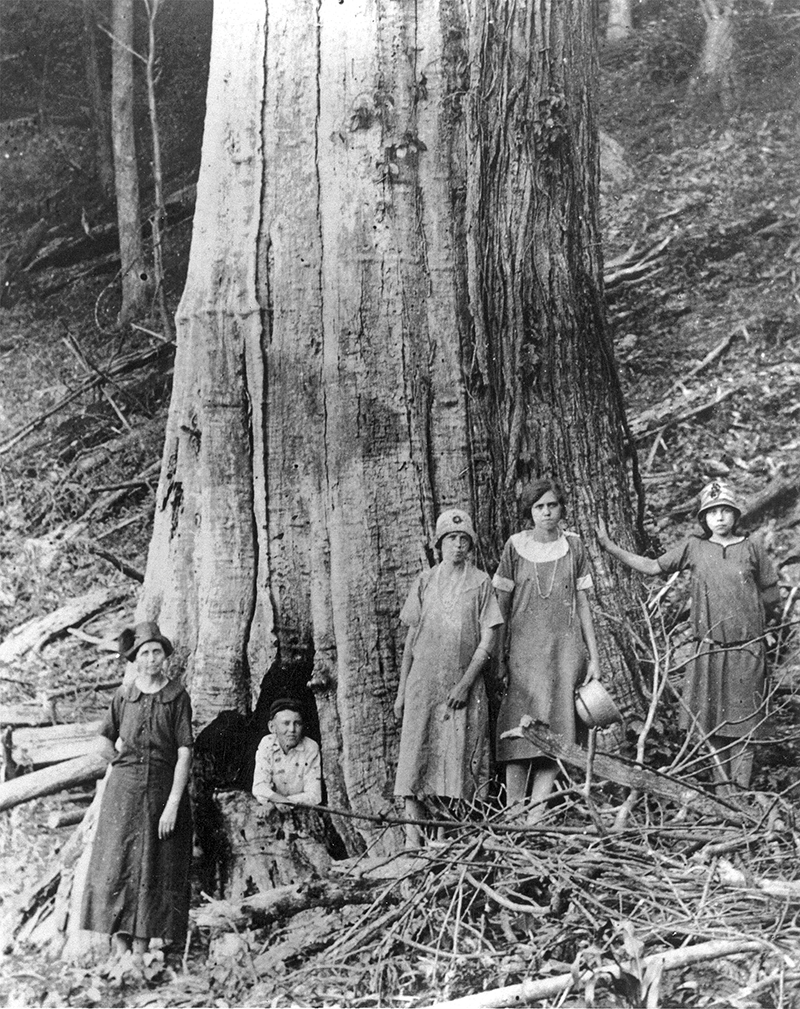 Семья Джеймса и Кэролайн Шелтон позирует у большого мертвого каштана в Национальном парке Грейт-Смоки-Маунтинс примерно в 1920 году.