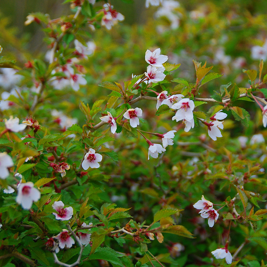 prunus_incida_littletwist