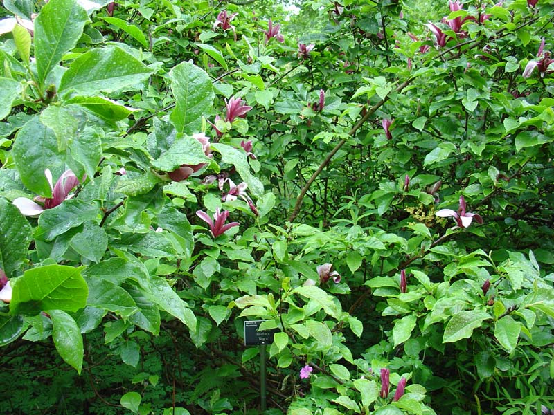 liliflora f.nigra