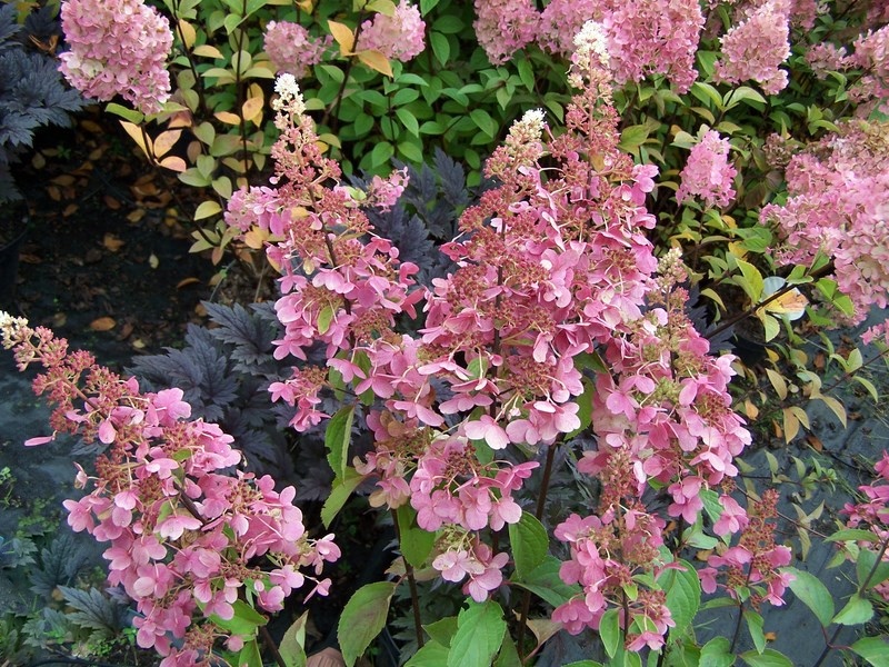 hydrangea-paniculata-candlelight5
