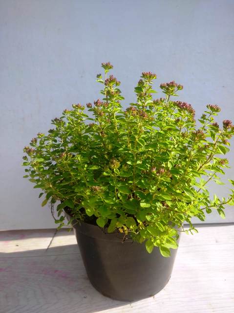 WhatsApp Image 2022-07-13 at 07.45.54