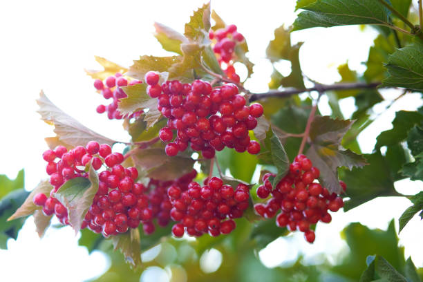 istockphoto-1334138457-612x612