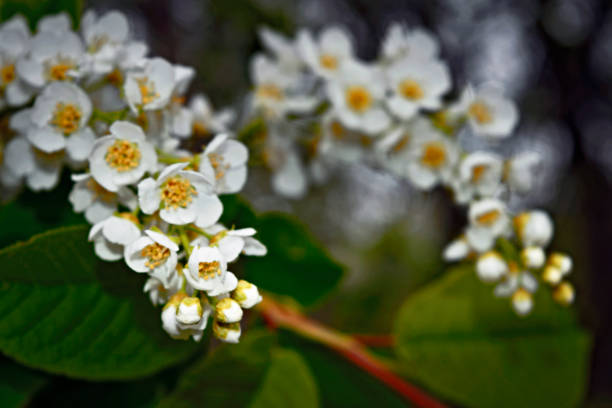 Bird cherry blossom close-up against natural blur background.