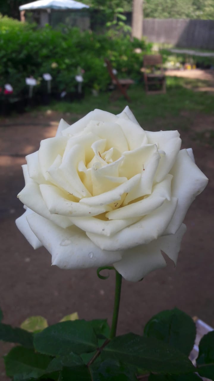 Анастасия1