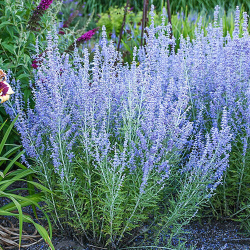 Перовския лебедолистная (Perovskia atriplicifolia "Russian Sage") -  Орехоплодный питомник