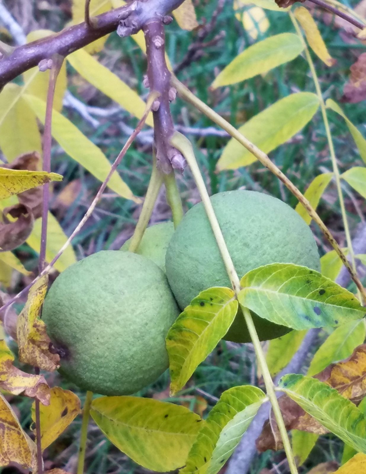 juglans-nigra-01