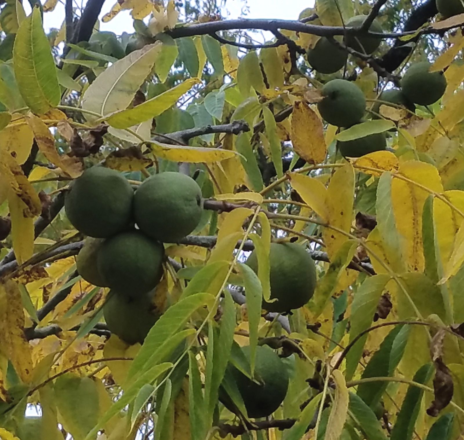 juglans-nigra-02