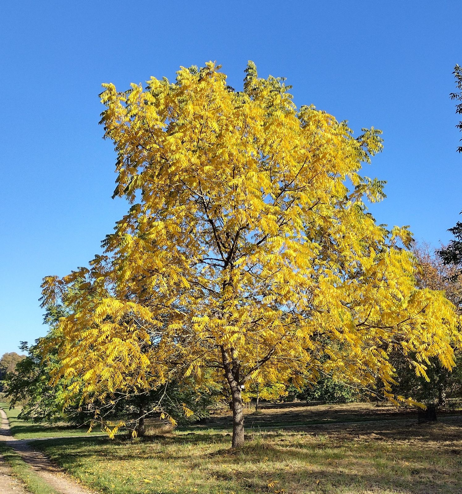 juglans-nigra-13