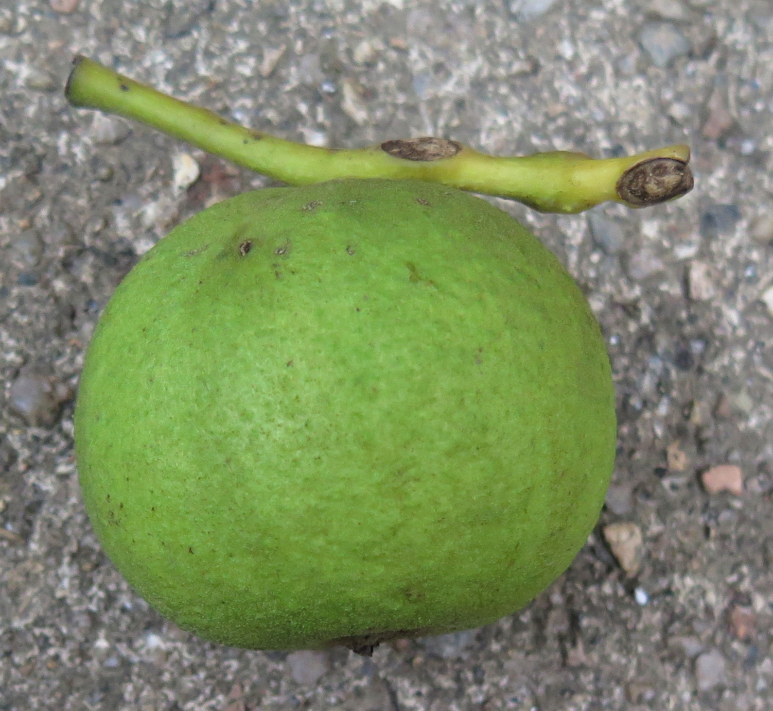 juglans-nigra-4
