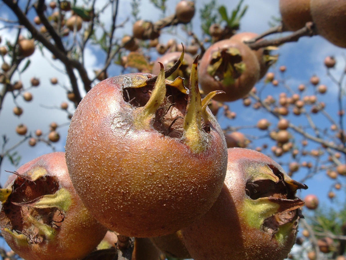 Medlar