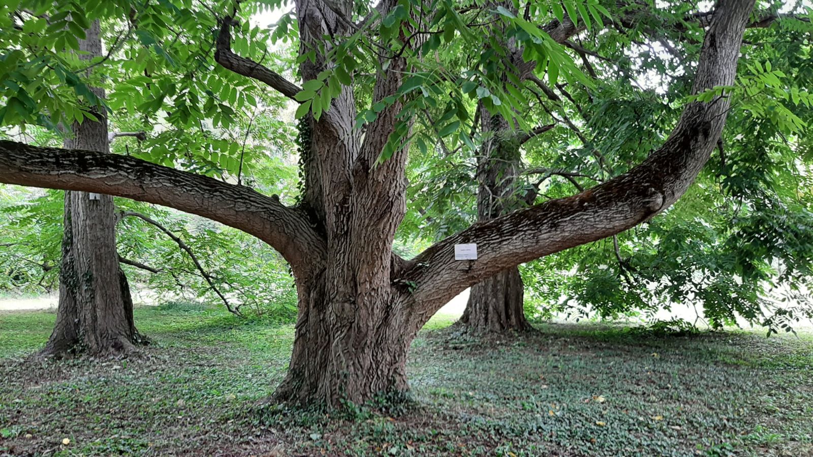 juglans-cinerea-1