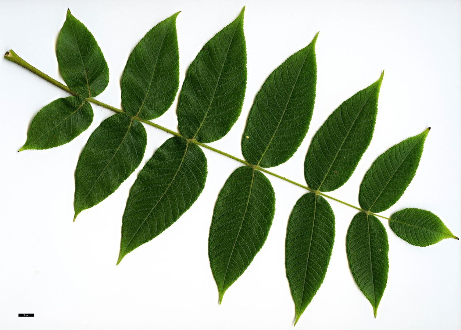 juglans-cinerea-13