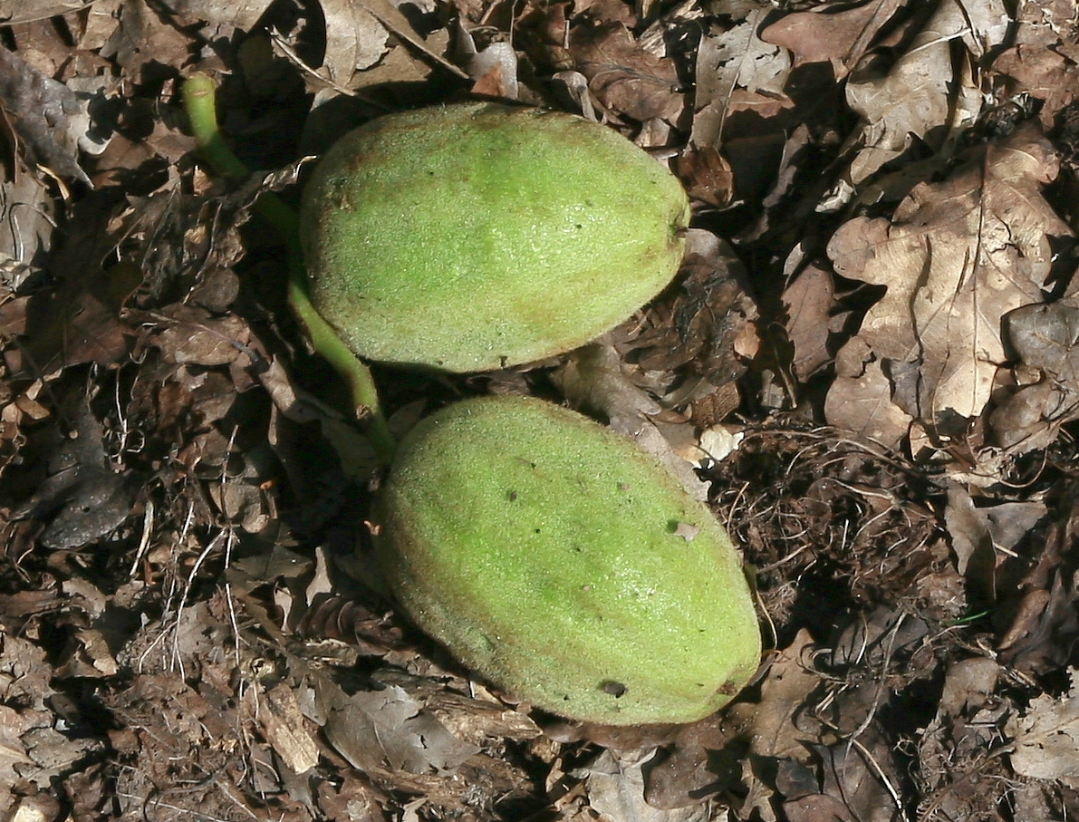 juglans-cinerea-17