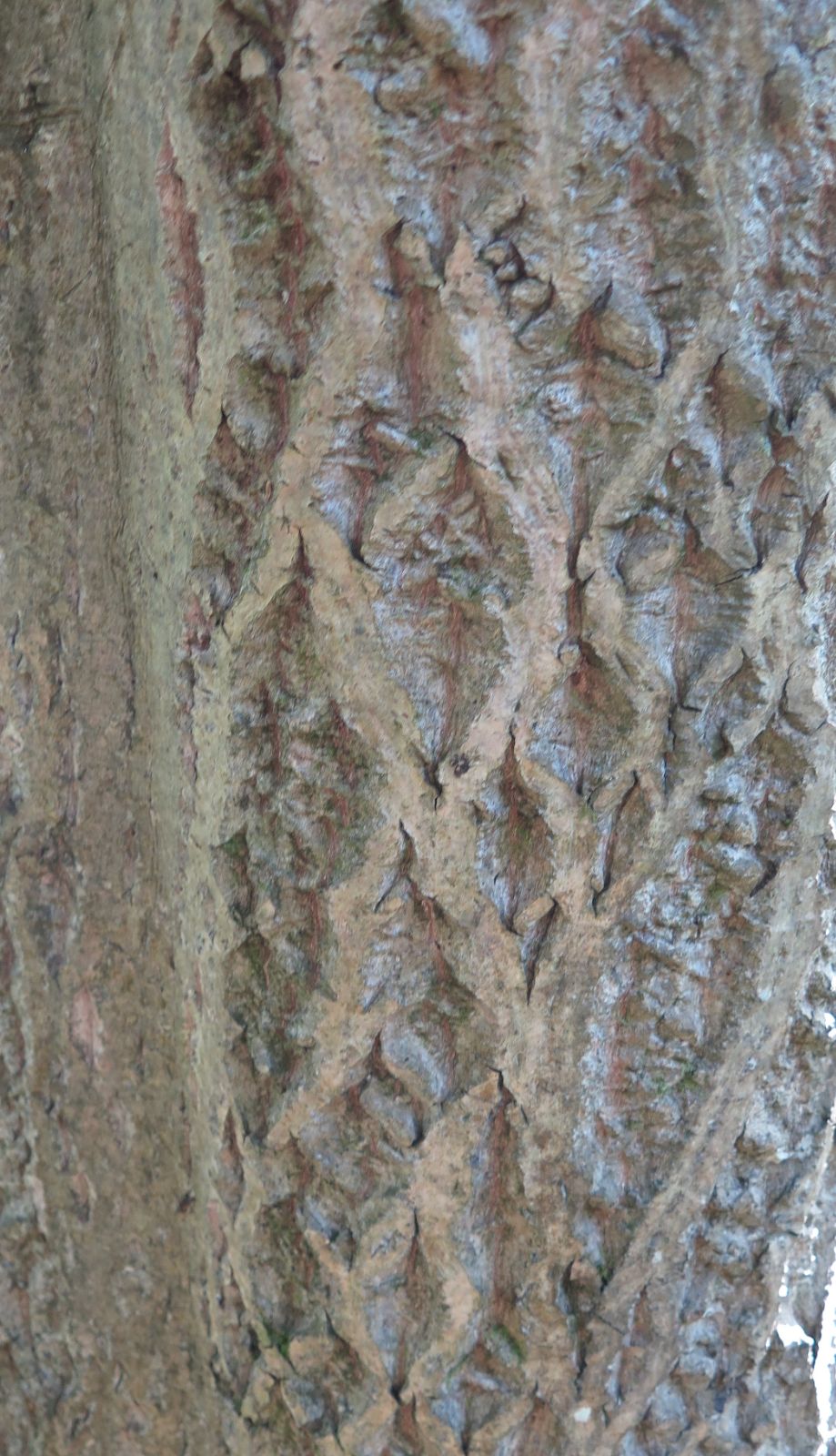 juglans-cinerea-8