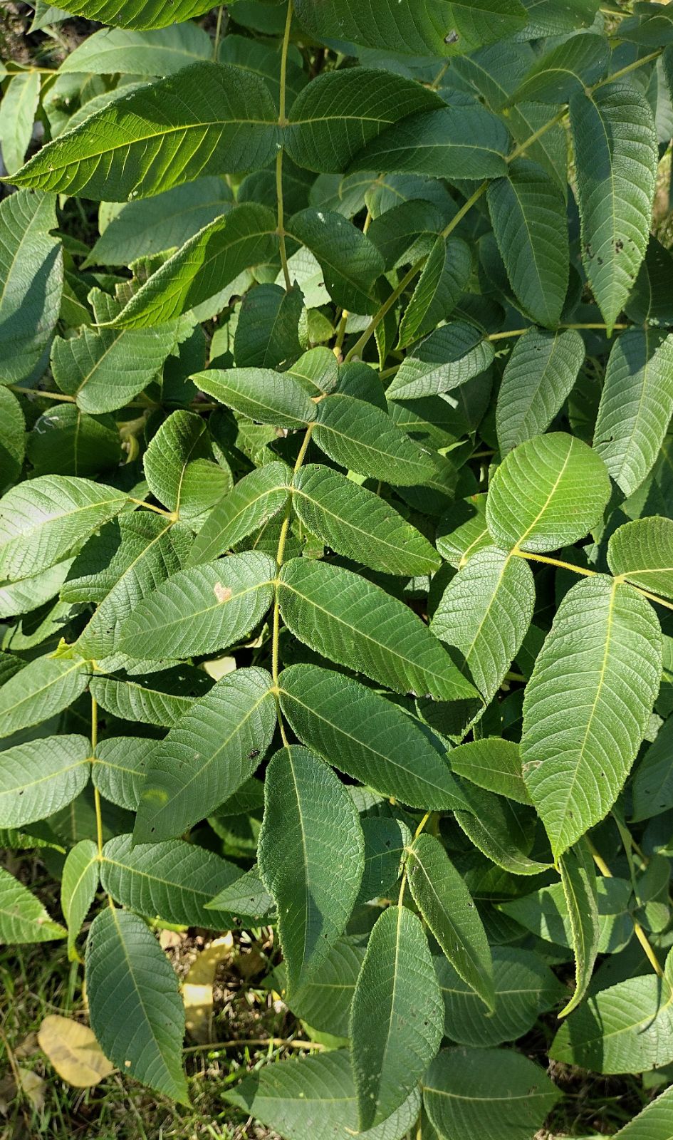 juglans-cinerea-kenworthy-1