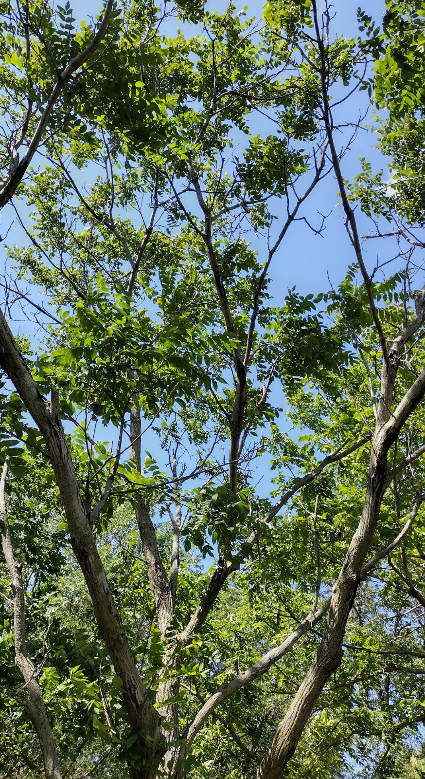 juglans-cinerea-kenworthy