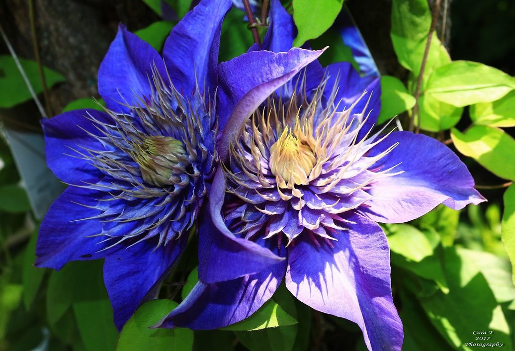 мульти блю 2