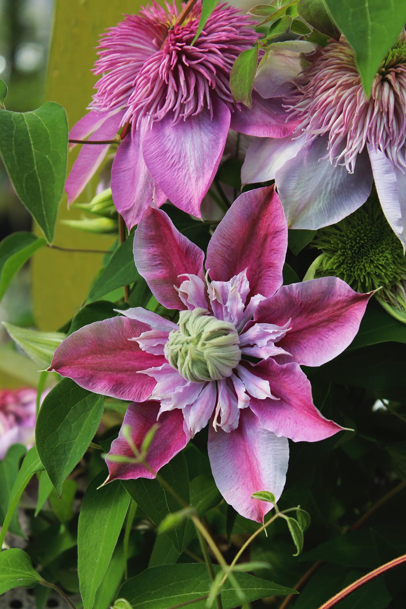 92099654_10156832444496470_3377046932743520256_n