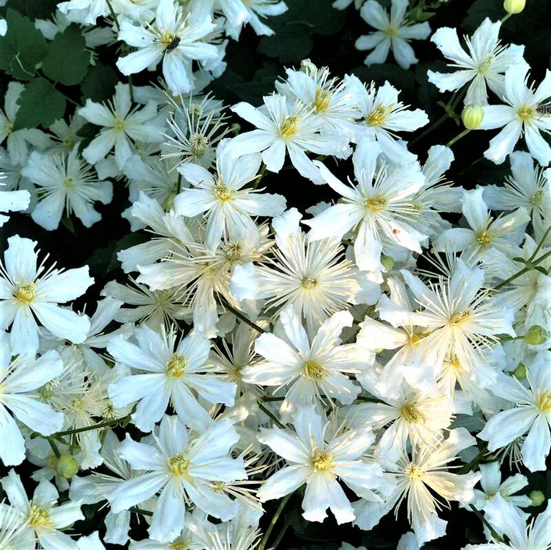 Фаргезиоидес 2