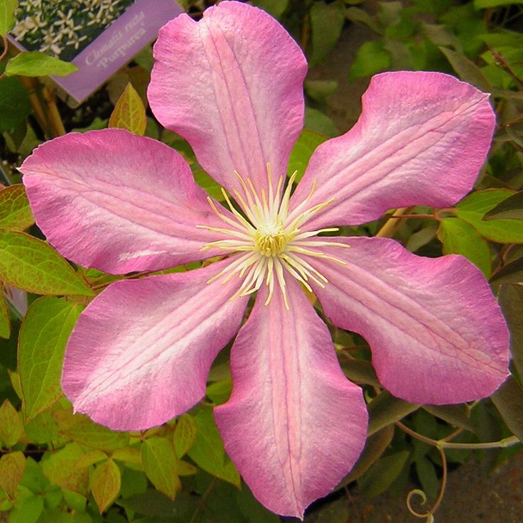 cc4ed1b2fb8fed3143a53dd7ec1f4079