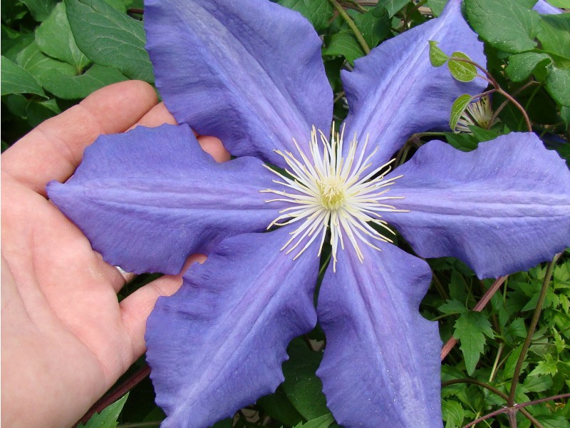 clematis-luther-burbank1